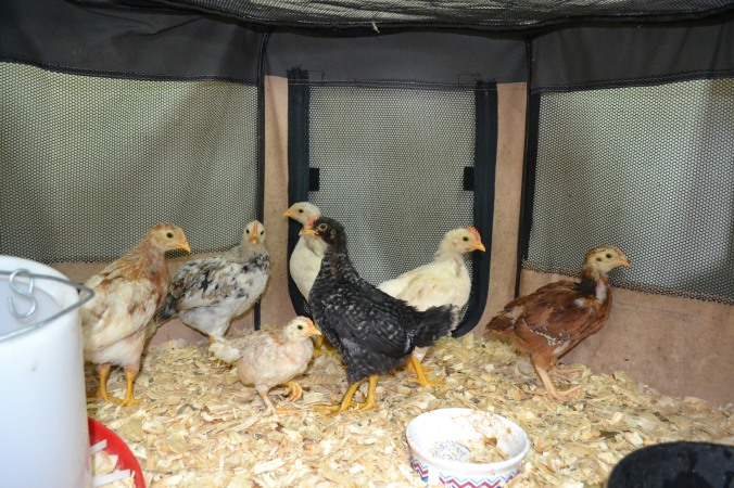 Chicks~Growing a large family